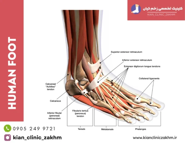 مدیریت زخم pdf